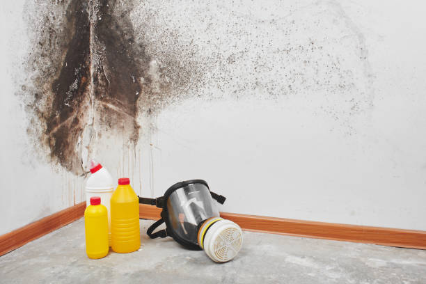 Best Bathroom Mold Remediation in Everson, WA