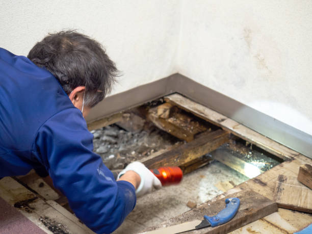 Best Residential Mold Remediation in Everson, WA