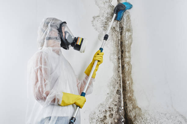 Reliable Everson, WA Mold Remediation Solutions