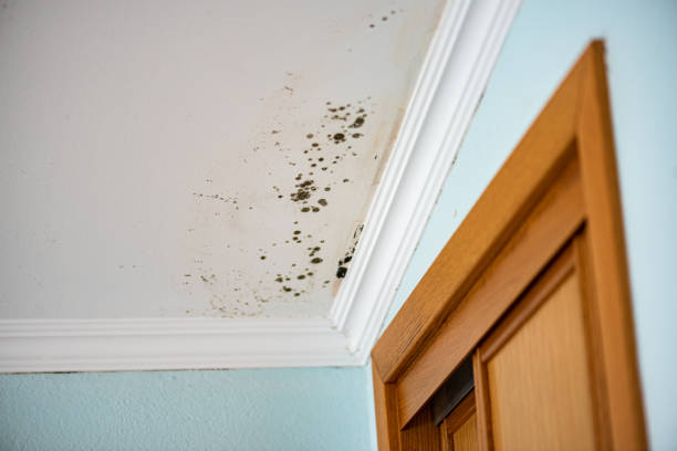 Best Localized Mold Remediation (e.g., coastal areas, humid climates) in Everson, WA