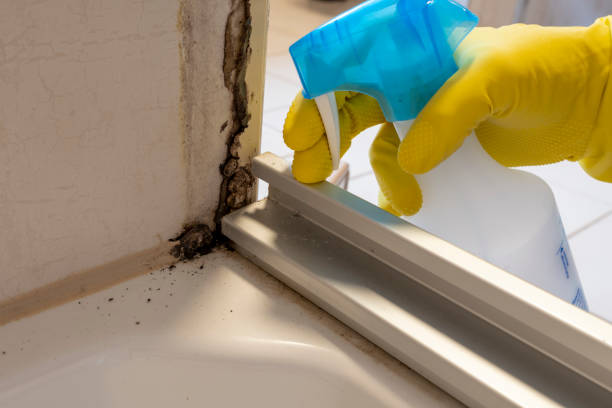 Trusted Everson, WA Mold Remediation Experts