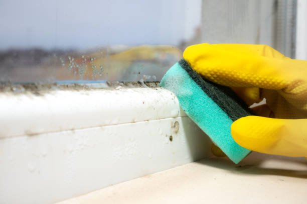 Best Health and Safety Mold Remediation in Everson, WA