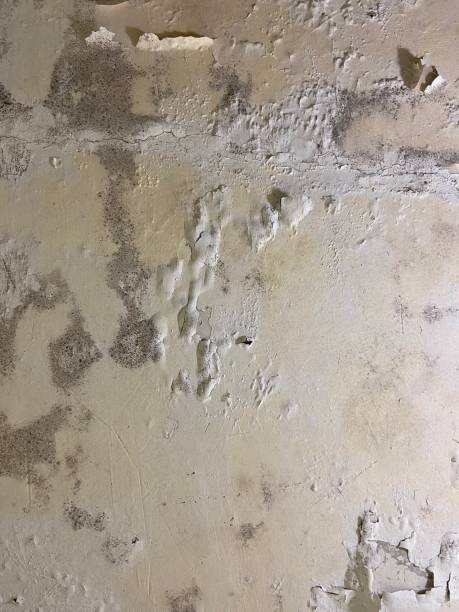 Best Residential Mold Remediation in Everson, WA