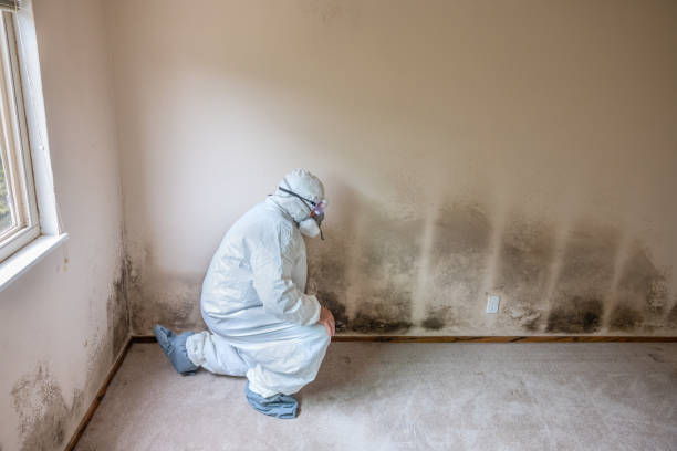 Best Emergency Mold Remediation in Everson, WA