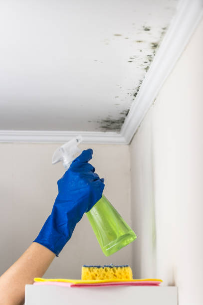 Best Bathroom Mold Remediation in Everson, WA